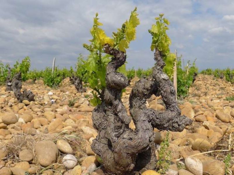 Climate Change is Reshaping Wine Regions Worldwide, With Uneven Effects