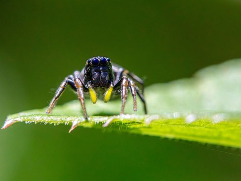 First-ever Gene-edited Spider Creates red Fluorescent Silk