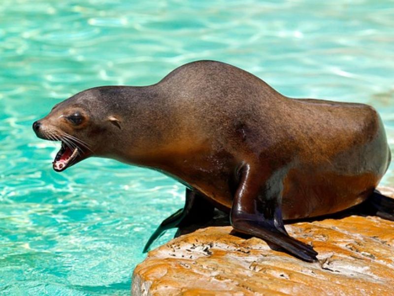 This Sea Lion Has Better Rhythm Than Many People