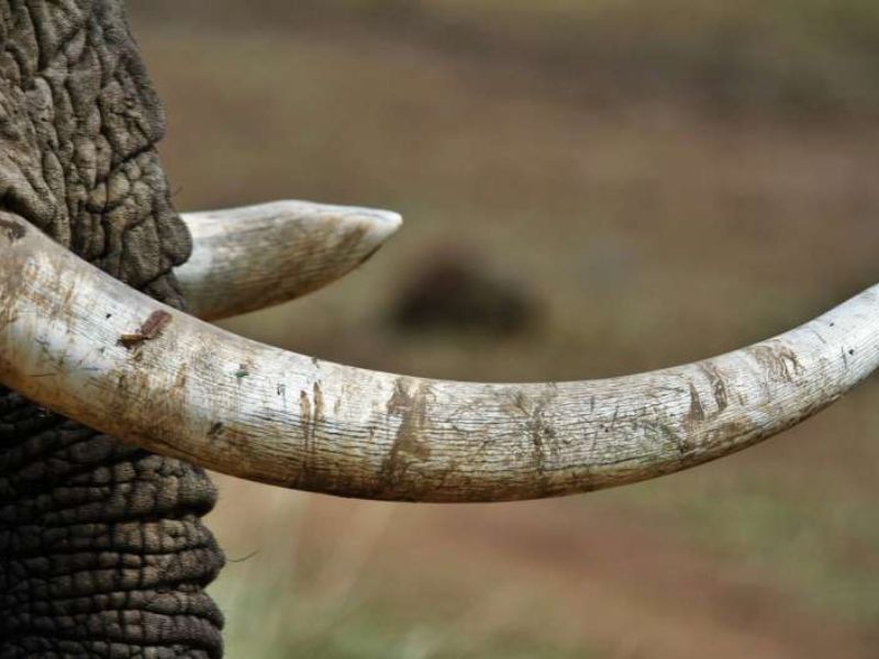 Wildlife Forensics Team Unveils Method to Spot Elephant Ivory Masquerading as Mammoth Ivory