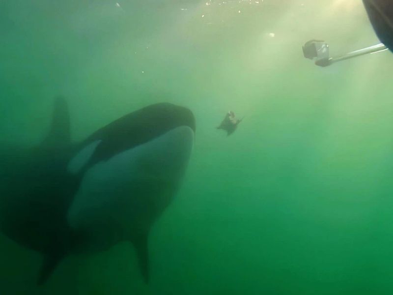 Orcas Share Food with Humans as a Way to Build Familiarity