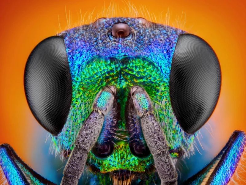 This Animal can Extend its Life by a Third — and We Might Too