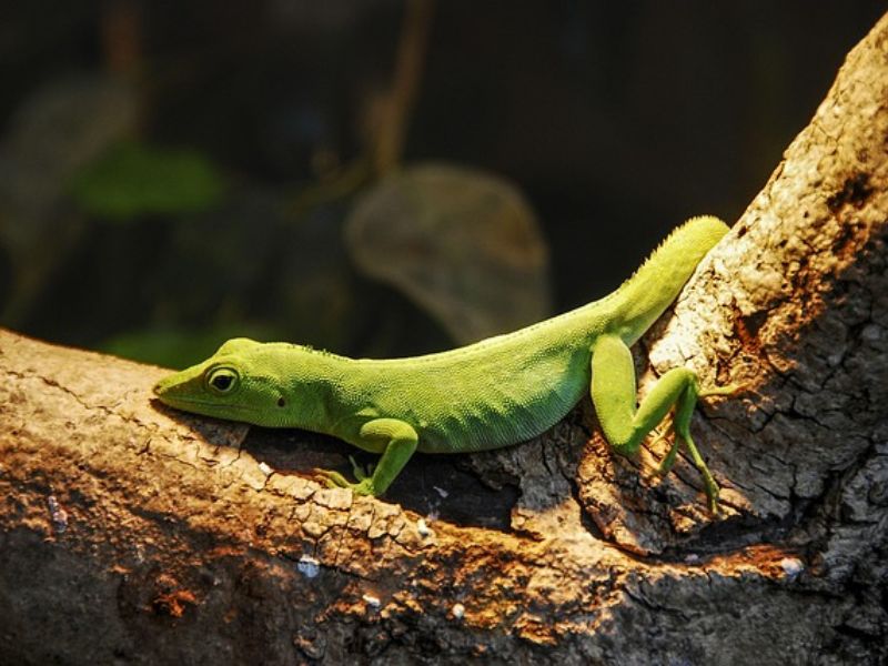 Controlled Burns Endanger The Survival Of Skinks and Other Wildlife