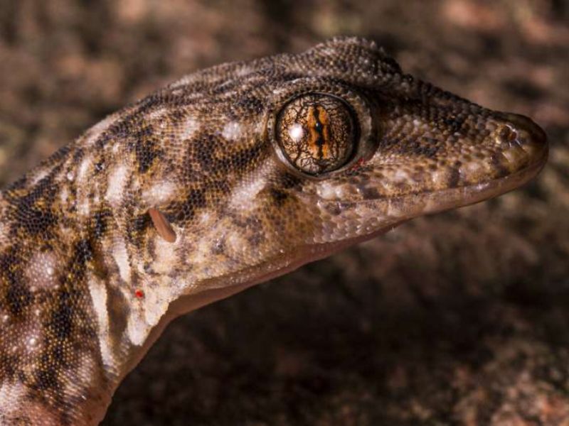 New Microendemic Gecko Found in Madagascar’s Sacred Forests