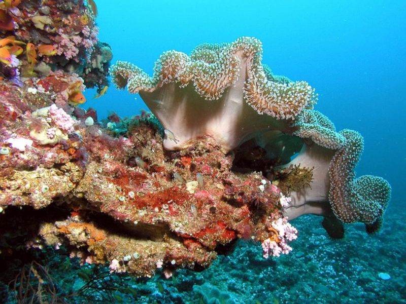 Scientists Urge Quick Policy Updates To Aid Global Coral Restoration