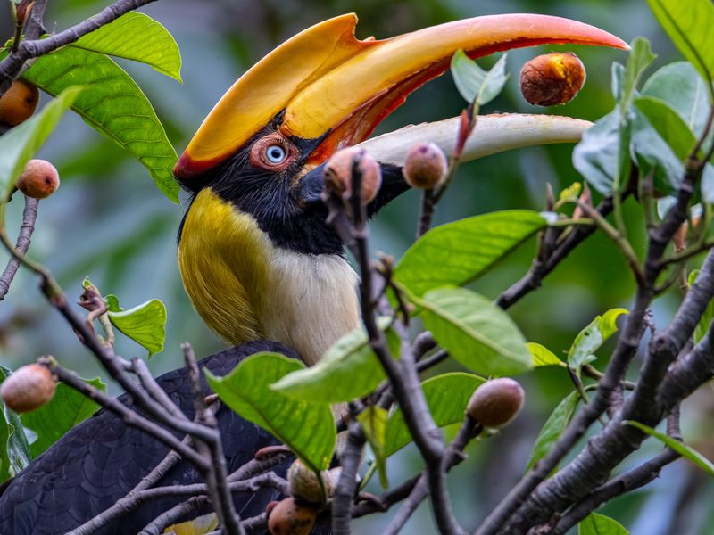 Why Animals Are Vital To Forests’ Carbon Storage Capacity