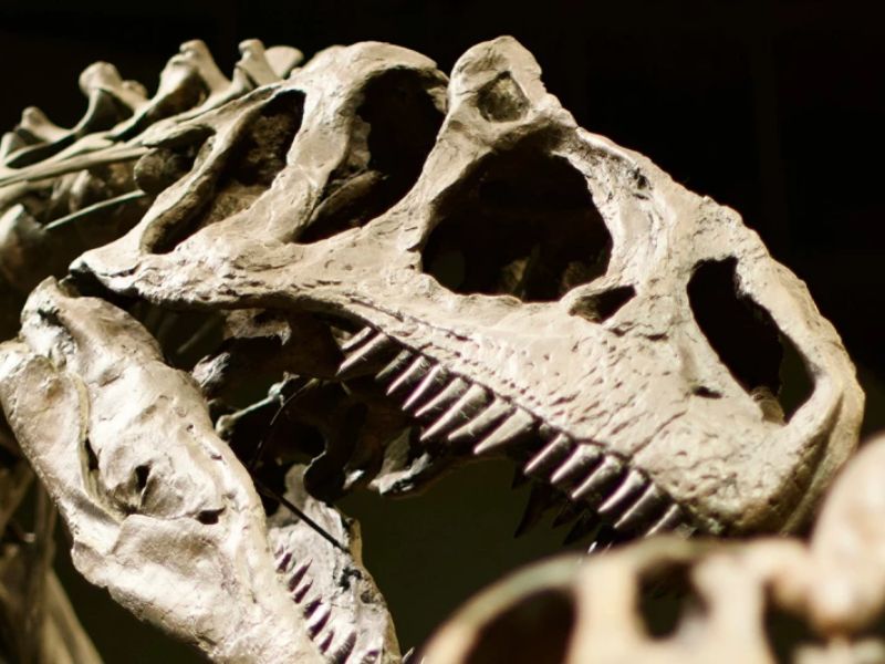 Dinosaur Teeth Suggest Prehistoric Air Was Surprisingly Poor