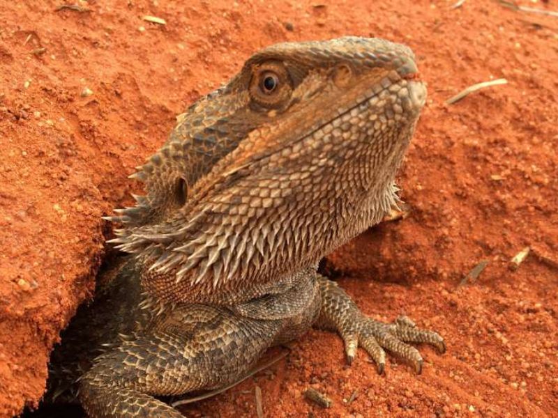 Twin Dragons Provide New Insights Into Reptile Sex Determination