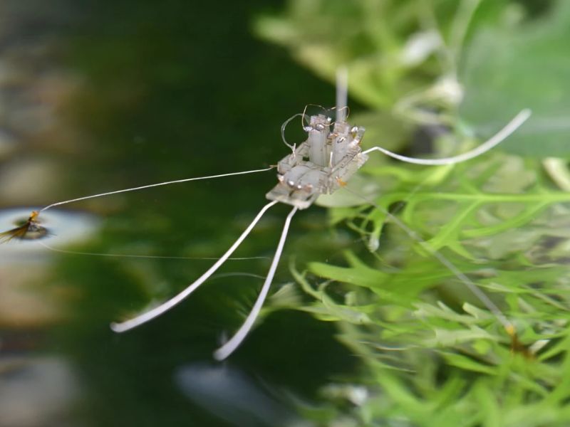 A Robotic Water Strider Glides Using Feather-like Feet