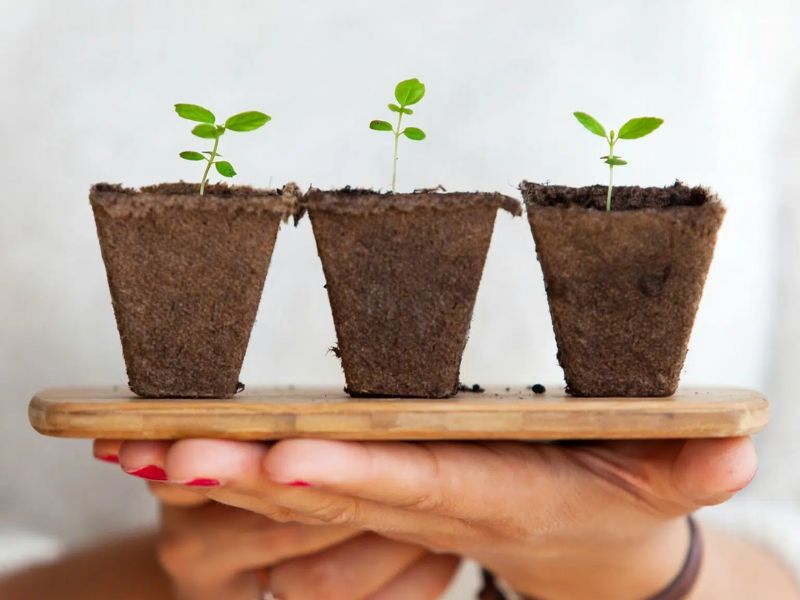 Researchers Discover a New Way to Boost Plant Growth