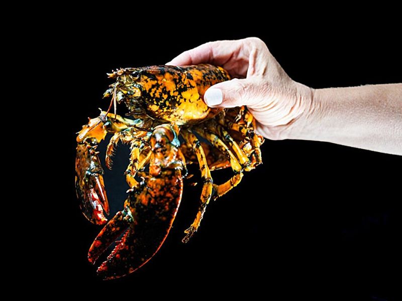 Design Sem Nome 2025 10 14T123346.600