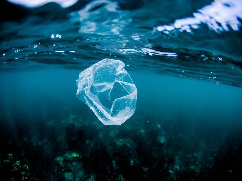 Scientists Were Amazed to Find a Marine Species that Can Destroy a Major Human Threat