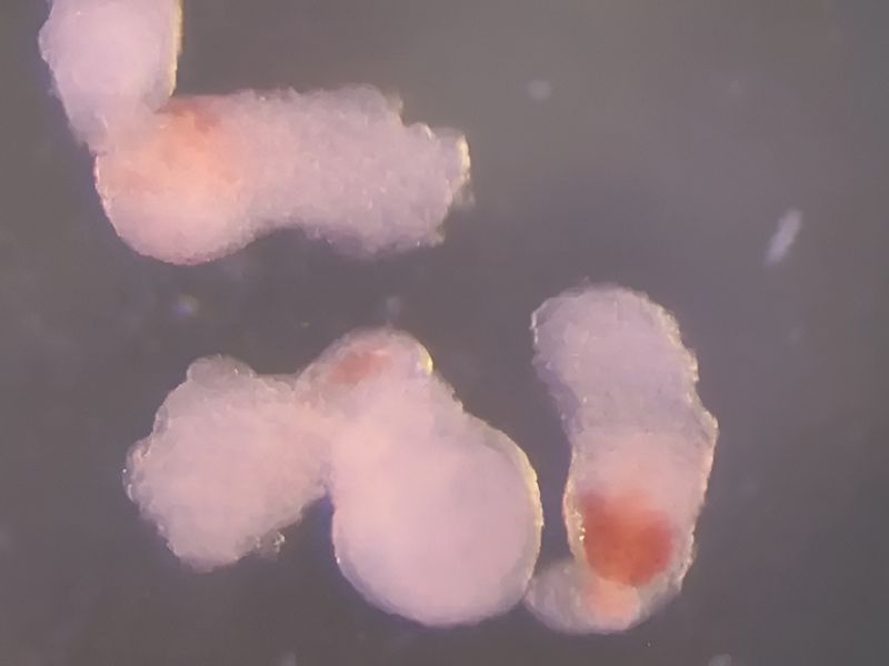 Researchers Create a 3D Embryo Model that Makes Blood Cells