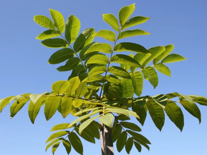 Eco-Friendly Herbicide Could be Hiding in Walnut Tree Leaves