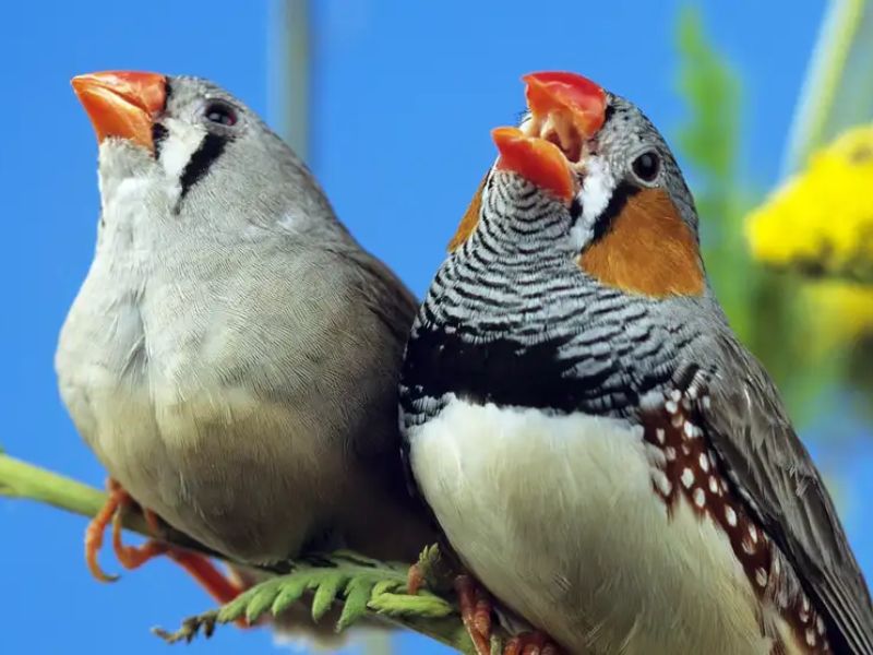 New Study Reveals Why Birds Sing Most Actively at Dawn in Tropical Forests