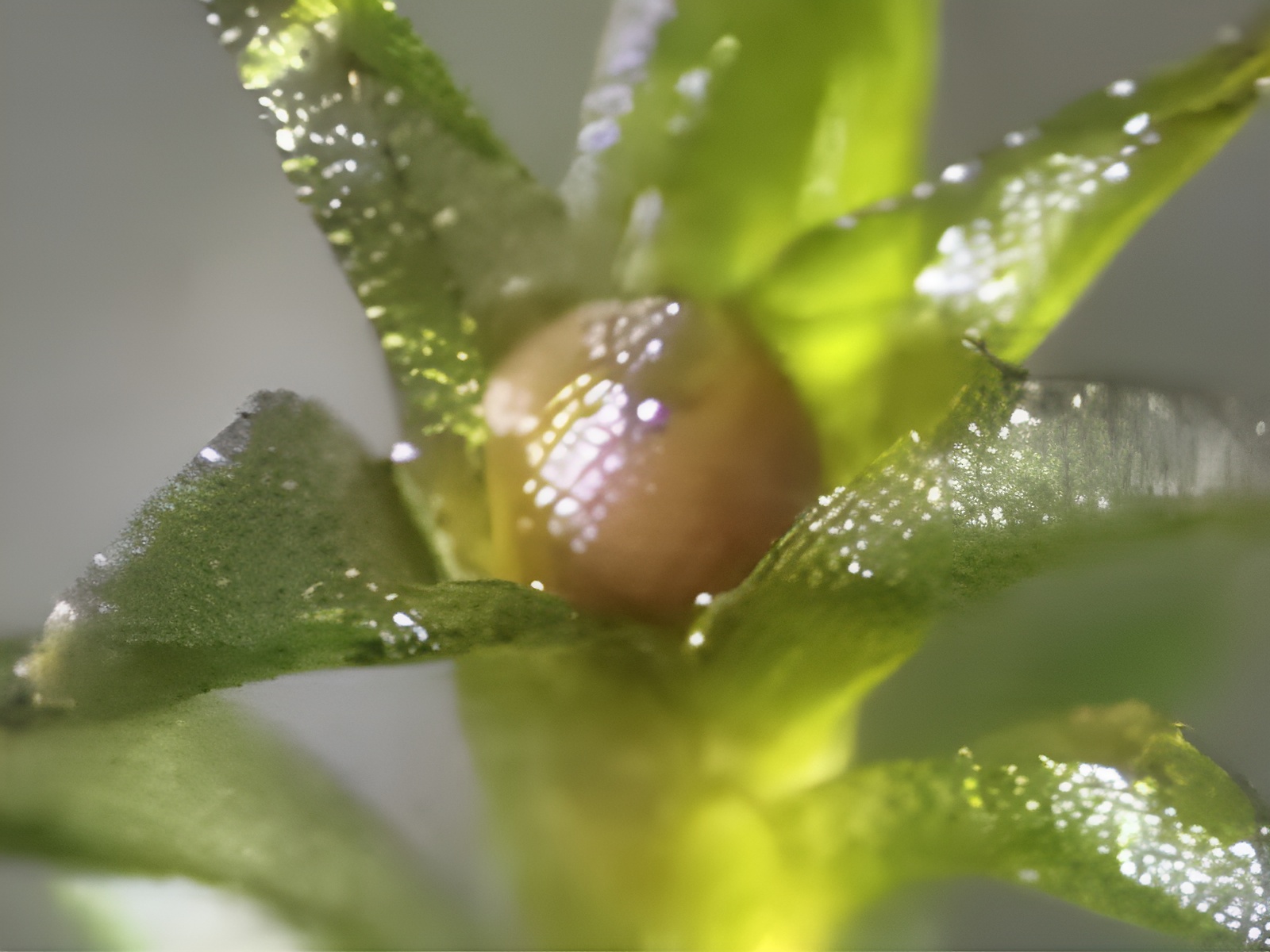 This Plant Thrives Despite the Harsh Environment of Space