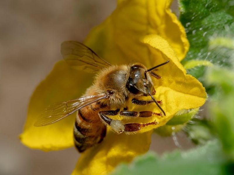 Bee Venom: A Potentially Promising Approach for Breast Cancer Therapy