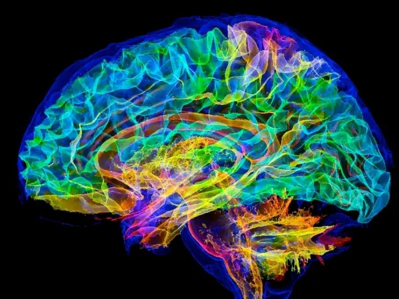 A Supercomputer Builds one of the Most Lifelike Virtual Brains ever Created