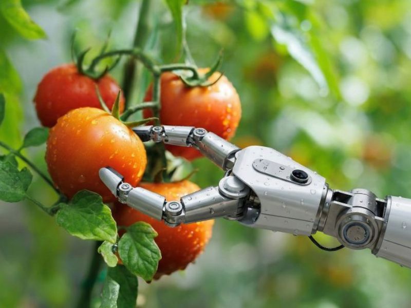 AI-Driven Robots May Change the Way Tomatoes Are Harvested