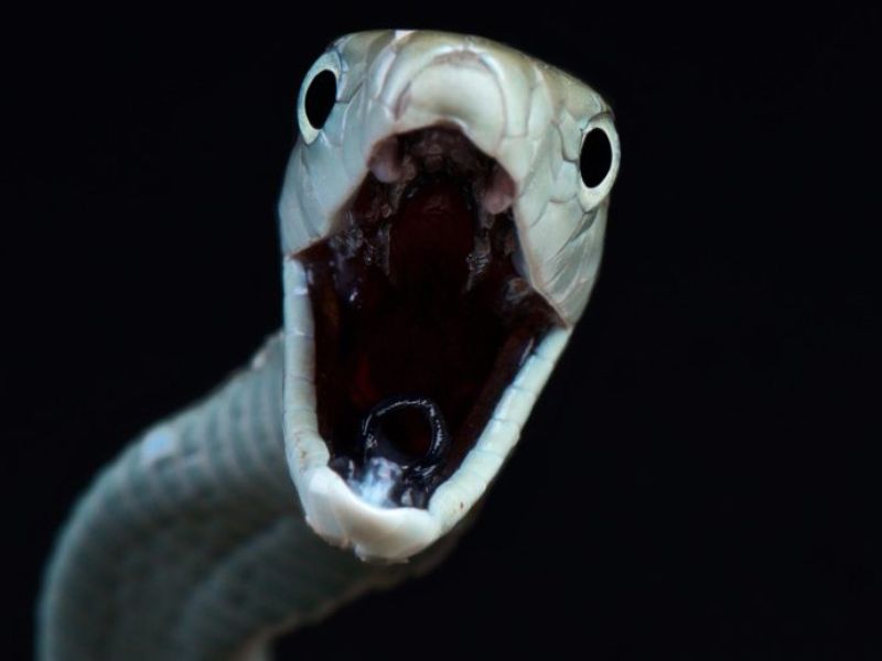 Why the Effects of Black Mamba Bites Can Suddenly Intensify After Receiving Treatment