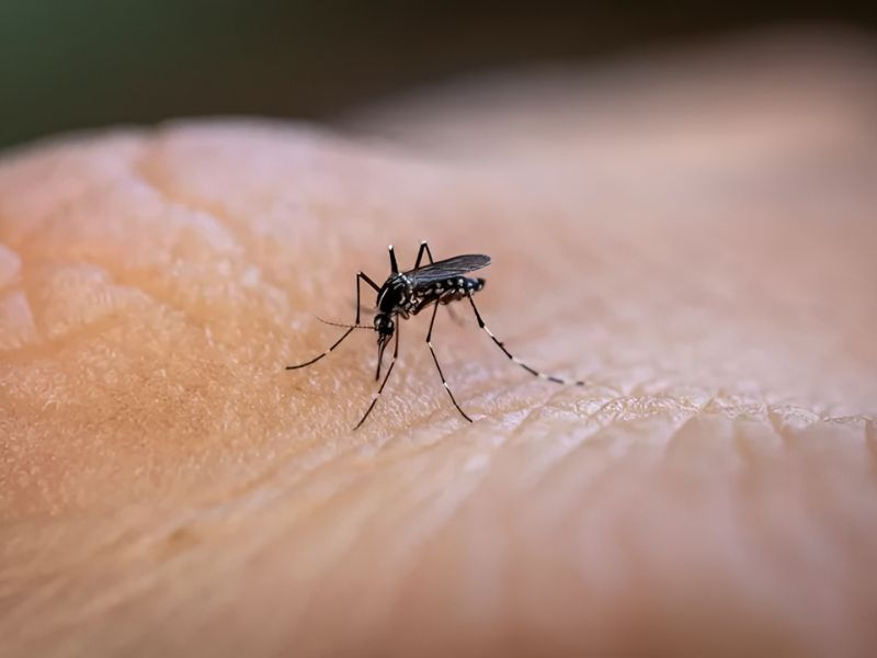 For years, many believed that blood type was the main reason mosquitoes prefer certain people. However, recent scientific studies dispute this idea, showing that these insects are driven mainly by environmental cues like carbon dioxide and visual signals.