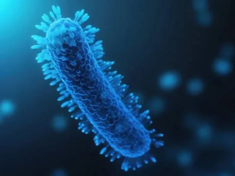 A Chilean researcher has developed a probiotic that inhibits the growth of the cancer-associated bacterium Helicobacter pylori in the stomach while also supporting a healthy balance of intestinal bacteria.
