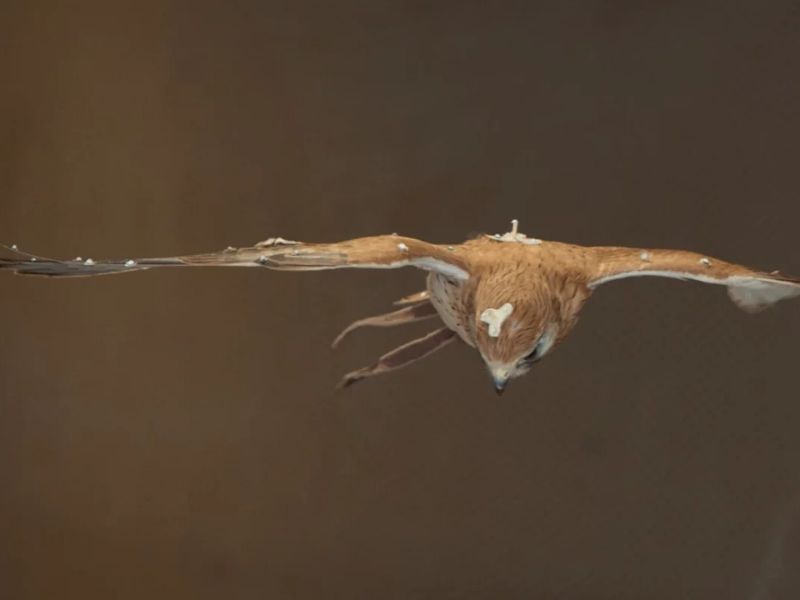 Robotic Bird Addresses the Biggest Aerodynamic Weakness of Drones A robotic bird tested in a wind tunnel could pave the way for drones capable of flying reliably in strong winds. Scientists from RMIT University in Australia and the University of Bristol in the UK recreated the Australian kestrel (Falco cenchroides) to uncover the secrets behind its remarkable ability to hover steadily in turbulent conditions—insights that could help improve the performance of small unmanned aerial vehicles (sUAVs).