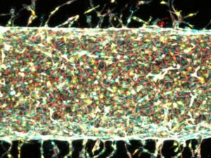 MIT scientists created lab-grown artificial blood vessels using magnets